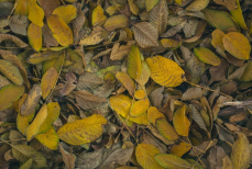 Почему не стоит сжигать опавшие листья в саду — мусор можно превратить в сокровище для растений