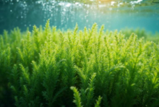 Морской суперфуд. Врач рассказал о скрытой пользе водорослей