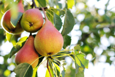 Назван фрукт с самым высоким содержанием клетчатки