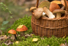 Можно ли детям есть грибы? Педиатр поставила точку в споре