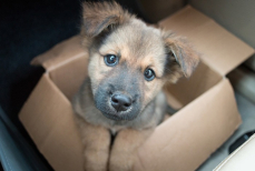 Ветеринары рассказали, в каком возрасте лучше забирать щенка в новый дом