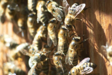 Белок вечной молодости — что скрывает маточное молочко