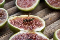 Правда ли, что в инжире есть мертвые осы?