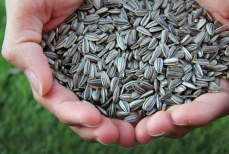 Гастроэнтеролог развеяла главный миф о семечках и аппендиците