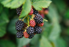 Перечислены укрепляющие сосуды ягоды