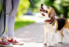 Ученые изучали людей с собаками десятилетиями и сделали неожиданный вывод