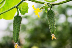 Один полезный овощ оказался виновником метеоризма