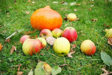 Названы пять идеальных продуктов сентября