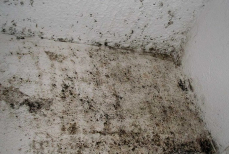 Это мощное средство уничтожит плесень в доме навсегда — главный секрет наших бабушек