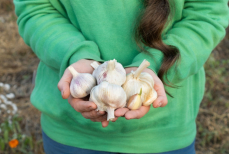 Врач рассказала, какие приправы и специи помогают бороться с инфекциями