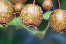 Ученые назвали фрукт, способный защитить печень от алкогольных повреждений