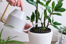 Что делать, если замиокулькас развалился — простой способ восстановить растение