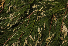 Врач рассказал о тайных стрессах для щитовидки