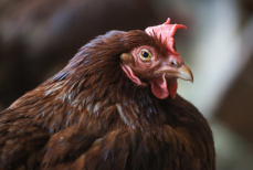 Названы самые опасные части курицы. В них обитают неубиваемые паразиты