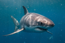 Дайвер выжил после нападения акулы в Коста-Рике