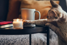 Зачем кошки сталкивают предметы и как с этим жить