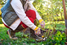 Чем удобрять огород осенью для восстановления почвы