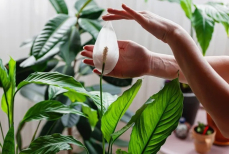 Это комнатное растение очищает воздух, снижает тревогу и улучшает сон