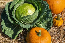 Эти продукты повысят иммунитет в сезон простуд. Ешьте их регулярно