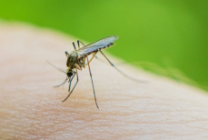 В Великобритании нашли комаров, которые распространяют опасные вирусы