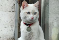 Кот Жанибек покорил казнет и стал символом «кошачьего патриотизма»