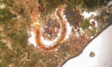 Погребенные в земле более века назад существа ожили при раскопках