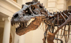 В Казахстане обнаружены останки древнего динозавра. Видео