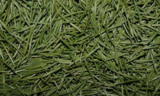 Ученые обнаружили залежи золота в хвое елей