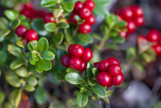 Названы удивительные свойства обычной брусники