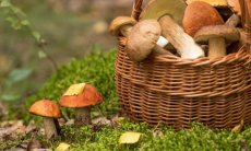 Какую опасность могут представлять съедобные грибы