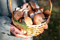 Миколог назвал грибы, которые можно собирать в октябре