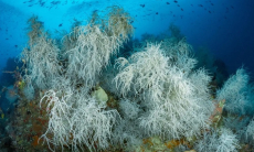 Земля прошла точку невозврата. Ученые бьют тревогу