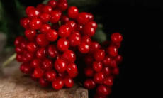 Какая польза калины для здоровья