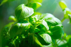 Какое растение способно защитить мозг от старения