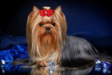 От них не пахнет. Восемь пород идеальных для квартиры собак