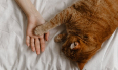 Кошка помогла хозяйке обнаружить рак груди