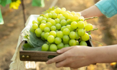 Ученый развеял миф об опасности модного винограда