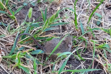 Какое народное средство точно избавляет от мышей — проверено дачником