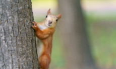 В Европе нашли необычный способ снимать стресс