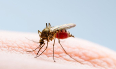 Найден неожиданный помощник в борьбе с вирусными инфекциями