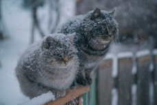 Какая будет зима в Казахстане — прогноз на сезон 2025/26