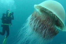 Ядовитый «морской монстр». Ученые разыскивают медузу, которая по размеру крупнее кита