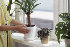 Забудьте о монстере — какие комнатные растения будут в тренде в 2026 году