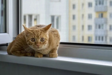 Почему зимой нельзя оставлять москитные сетки на окнах