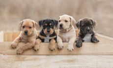 Собаки чувствуют страх человека по запаху