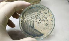 Ученые нашли неожиданное применение кишечной палочке