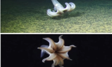 Ученые засняли в Тихом океане на глубине пяти тысяч метров танцующего осьминога