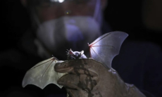 У бразильских летучих мышей нашли новый коронавирус