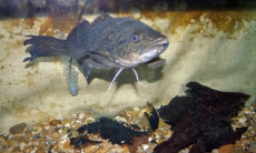 Ученые ошеломлены поведением трески из Австралии, побившей мировой рекорд