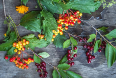 Диетолог назвала три главные ягоды для поддержки иммунитета осенью